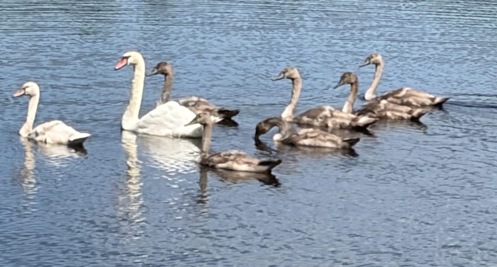 Cygnes